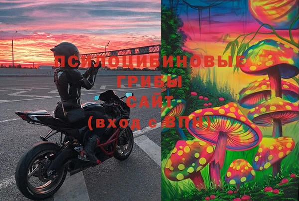 ПСИЛОЦИБИНОВЫЕ ГРИБЫ Новозыбков